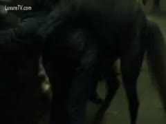 Night video of a wife getting fucked good by a horse in the barn 